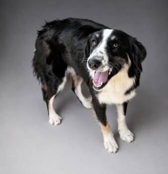 Mabel -  Border Collie and Mixed Breed Dog for Adoption in Bowling Green, Kentucky - Mabel | PetCurious