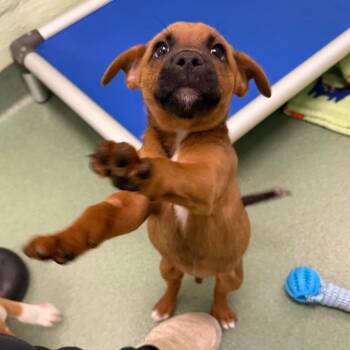 Roll -  Boxer and Mixed Breed Dog for Adoption in West Palm Beach, Florida - Roll | PetCurious
