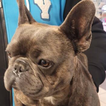 Mixed Breed Dogs Available for Adoption - 01/23/2026-Stray-GardinerDrive | PetCurious