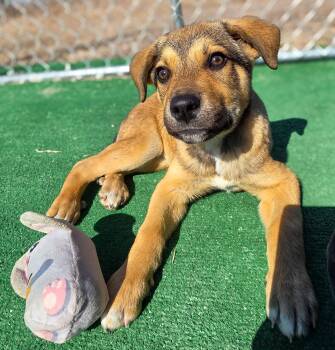 German Shepherd Dog Dogs Available for Adoption - Cooper | PetCurious