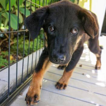 Tim -  Shepherd and Mixed Breed Dog for Adoption in Bradenton, Florida - Tim | PetCurious