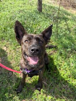 Mixed Breed Dogs Available for Adoption in Hyde Park, New York - Nymera | PetCurious