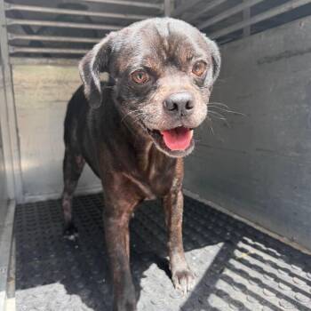 Gio -  Pug and Mixed Breed Dog for Adoption in Edinburg, Texas - Gio | PetCurious