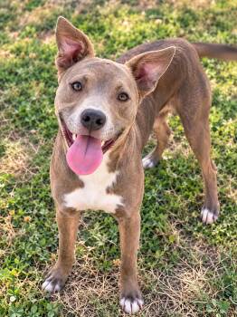 Grace -  Husky and American Staffordshire Terrier Dog for Adoption in Brookeville, Maryland - Grace | PetCurious