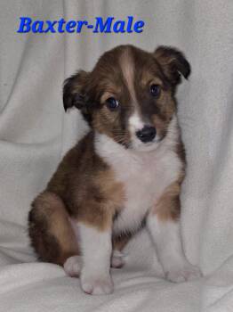 Shetland Sheepdog Sheltie and Australian Shepherd Dogs Available for Adoption in Armada, Michigan - Baxter And His Siblings  | PetCurious