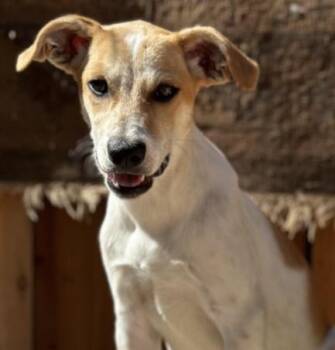 Rescue Jack Russell Terrier Dogs for Adoption in Los Angeles, California - Jenny | PetCurious