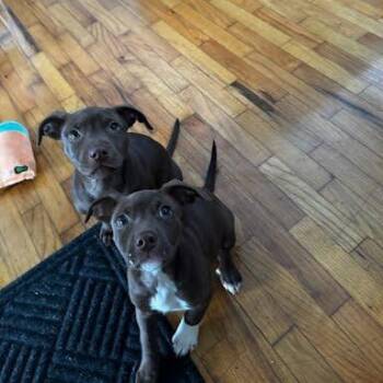 Mixed Breed Dogs Available for Adoption - Petrie | PetCurious