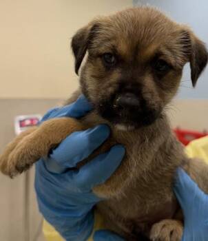 Mixed Breed Dogs Available for Adoption - Greg | PetCurious