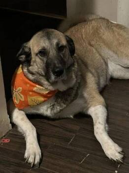 Anatolian Shepherd and Mixed Breed Dogs Available for Adoption - Kida Vanellope VonSchweetz | PetCurious