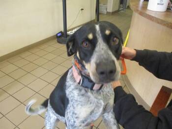 Australian Cattle Dog Blue Heeler and Bluetick Coonhound Dogs Available for Adoption in Ocala, Florida - GRACE | PetCurious