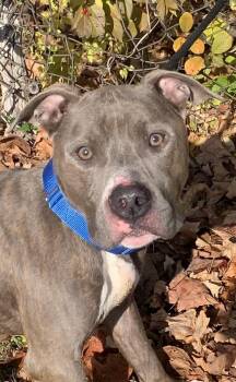 Rescue Pit Bull Terrier Dogs for Adoption in Mckeesport, Pennsylvania - Dixon | PetCurious