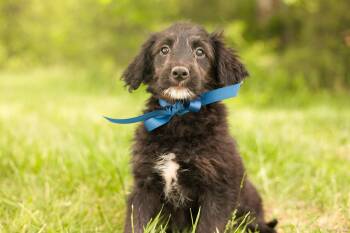 Goldendoodle and Mixed Breed Dogs Available for Adoption in Gradyville, Kentucky - Harry- Transport | PetCurious