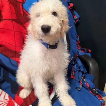 Dexter -  Golden Retriever and Standard Poodle Dog for Adoption in Homewood, Illinois - Dexter | PetCurious