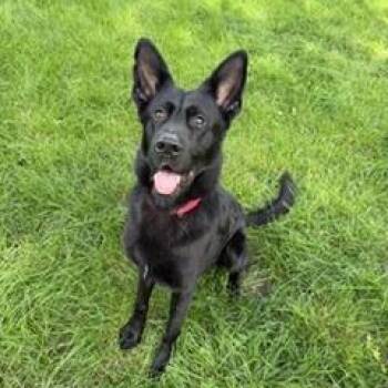 Atticus -  German Shepherd Dog Dog for Adoption in Riverwoods, Illinois - Atticus | PetCurious