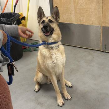 German Shepherd Dog Dogs Available for Adoption - Hooch | PetCurious