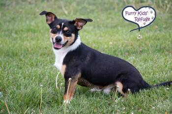 Rat Terrier and Beagle Dogs Available for Adoption - Hershey | PetCurious