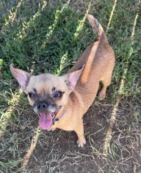 Mardi Gras -  Chihuahua and Chiweenie Dog for Adoption in Lexington, Kentucky - Mardi Gras | PetCurious