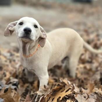 Rescue Labrador Retriever Dogs for Adoption in Baldwin, Maryland - Unay | PetCurious