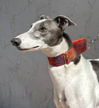 Greyhound Dogs Available for Adoption in Coon Rapids, Minnesota - Triton | PetCurious