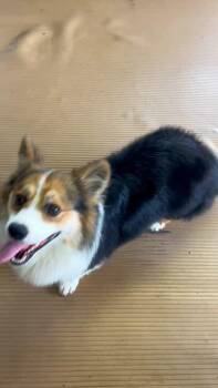 GUS -  Corgi Dog for Adoption in Elyria, Ohio - GUS | PetCurious