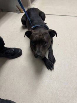 Rescue Pit Bull Terrier Dogs for Adoption in Oakland, California - Claremont | PetCurious