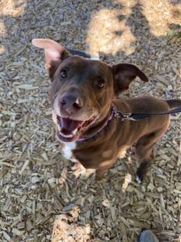 Grover -  Mixed Breed Dog for Adoption in Bellevue, Washington - Grover | PetCurious