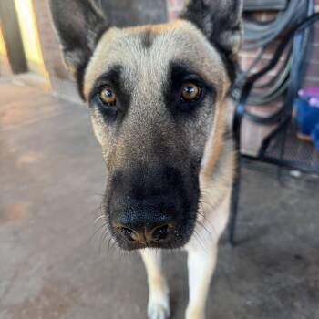 Rescue German Shepherd Dog Dogs for Adoption in Tallulah, Louisiana - Joe | PetCurious