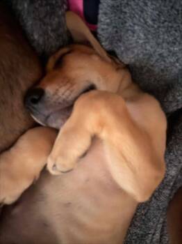 Pooh $550 -  Labrador Retriever Dog for Adoption in West Milwaukee, Wisconsin - Pooh $550 | PetCurious