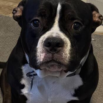 Ghost McDonald -  Pit Bull Terrier Dog for Adoption in Las Vegas, Nevada - Ghost McDonald | PetCurious