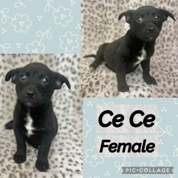CeCe -  Corgi Dog for Adoption in Manchester, Connecticut - CeCe | PetCurious