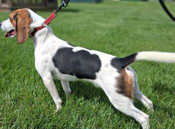 Beagle Dogs Available for Adoption in Fremont, Ohio - Clayton | PetCurious