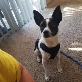 Petunia -  Chihuahua Dog for Adoption in Yuma, Arizona - Petunia | PetCurious