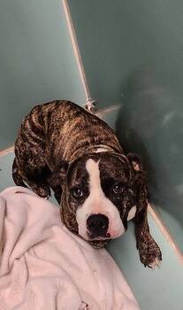 Rescue Pit Bull Terrier Dogs for Adoption in Roanoke, Virginia - Bernie Mac | PetCurious