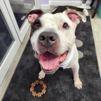 Rescue American Bulldog Dogs for Adoption in Fort Pierce, Florida - Eli | PetCurious
