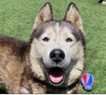 PLEASE SAVE ME - MAX - A535117 -  Siberian Husky Dog for Adoption in San Marcos, California - PLEASE SAVE ME - MAX - A535117 | PetCurious