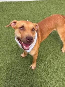 Hamster -  Pit Bull Terrier Dog for Adoption in Fayetteville, Arkansas - Hamster | PetCurious
