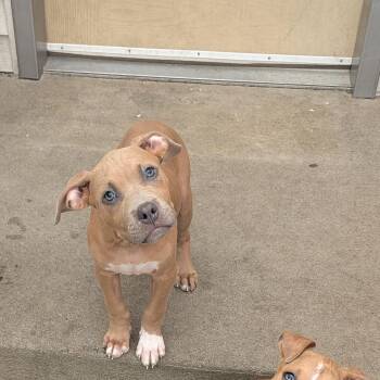 Kayak -  Mixed Breed Dog for Adoption in Fenton, Michigan - Kayak | PetCurious