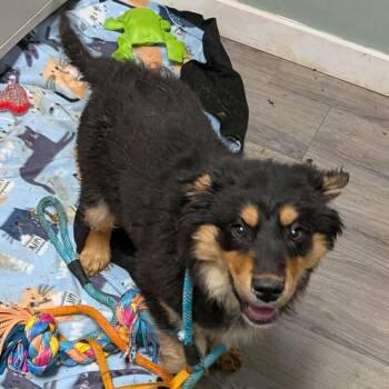 Australian Shepherd and Mixed Breed Dogs Available for Adoption - Rita | PetCurious