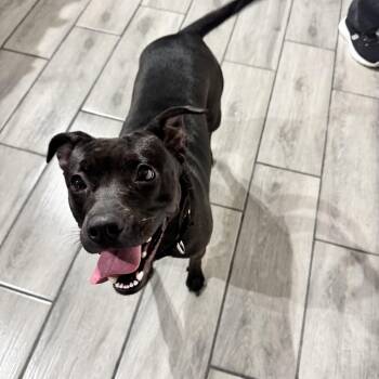 Rescue Mixed Breed Dogs for Adoption in Saratoga Springs, New York - Bubbles | PetCurious