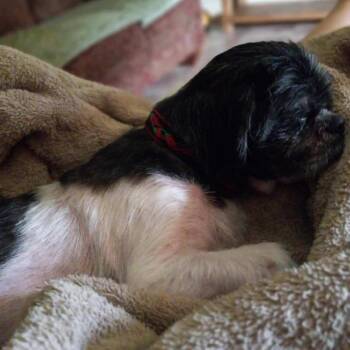 Spencer -  Shih Tzu Dog for Adoption in Wadena, Minnesota - Spencer | PetCurious
