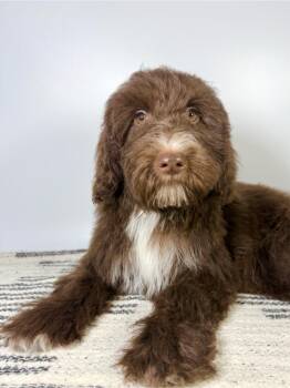 Valeria -  Aussiedoodle Dog for Adoption in Homestead, Florida - Valeria | PetCurious