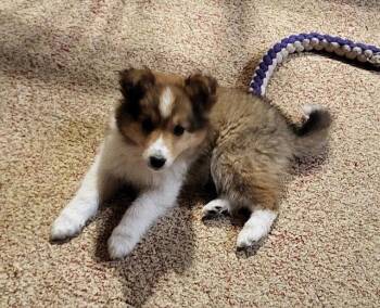Australian Shepherd Dogs Available for Adoption in North Prairie, Wisconsin - **KIWI** | PetCurious