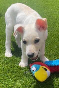 Poodle Dogs Available for Adoption in Dallas, Texas - The Top Cars: Tessla | PetCurious