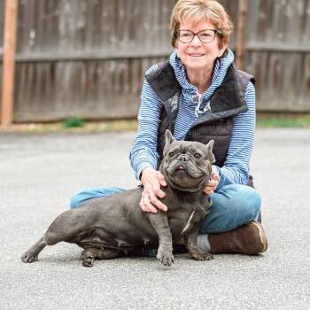 French Bulldog Dogs Available for Adoption in Chester Springs, Pennsylvania - Ellie | PetCurious
