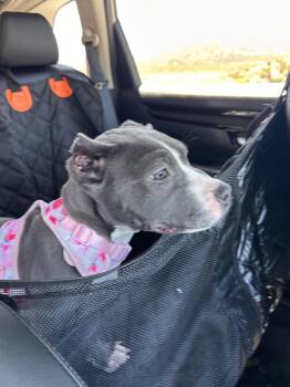 Freeway -  American Staffordshire Terrier Dog for Adoption in San Diego, California - Freeway | PetCurious