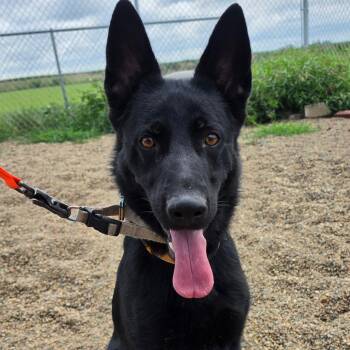 Wren -  Belgian Shepherd Malinois and Dutch Shepherd Dog for Adoption in Grinnell, Iowa - Wren | PetCurious