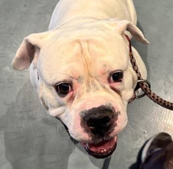 Titus -  Mixed Breed Dog for Adoption - Titus | PetCurious