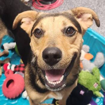 Black And Tan Coonhound Dogs Available for Adoption - Keeta | PetCurious