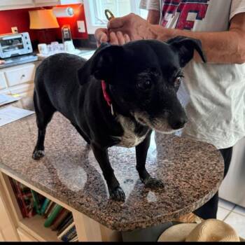 Lady Belle -  Mixed Breed Dog for Adoption - Lady Belle | PetCurious