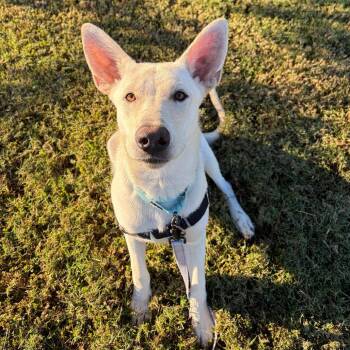 Vince -  Shepherd Dog for Adoption - Vince | PetCurious